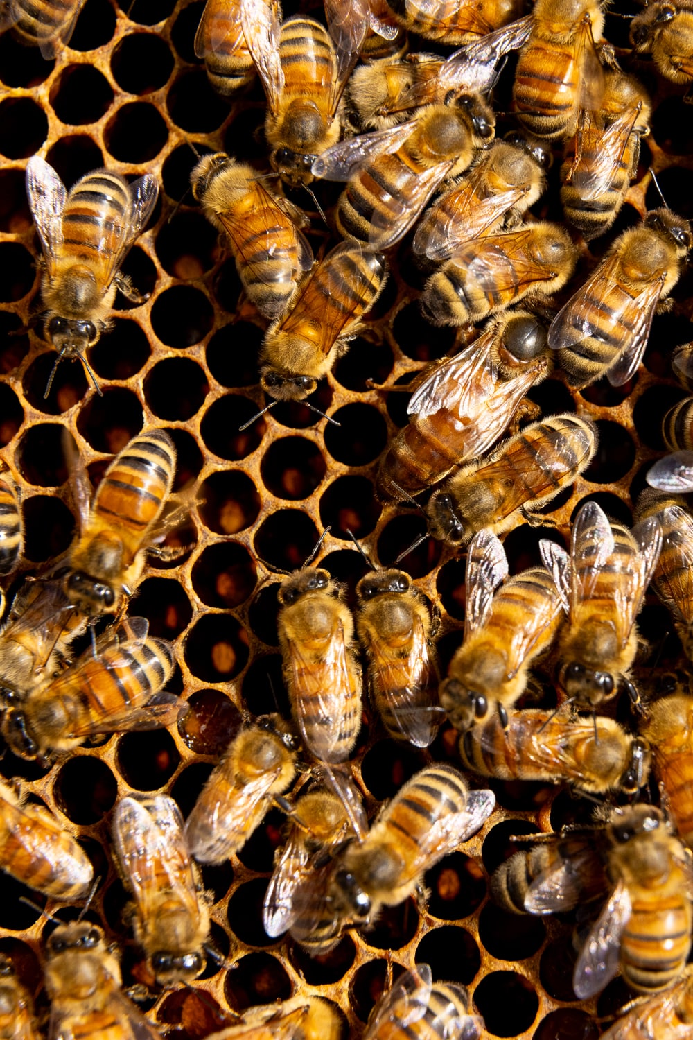 Hunter-Valley-Honey-Natural-Australia-Buy-lowres